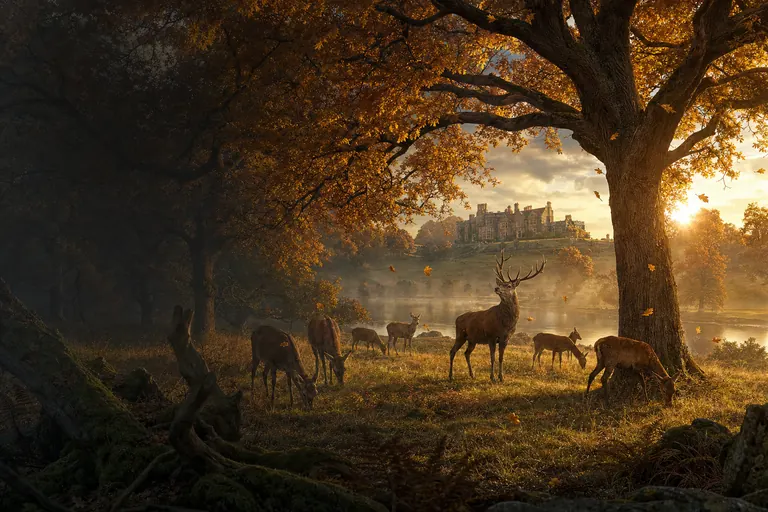 Oakfall Glade cover art